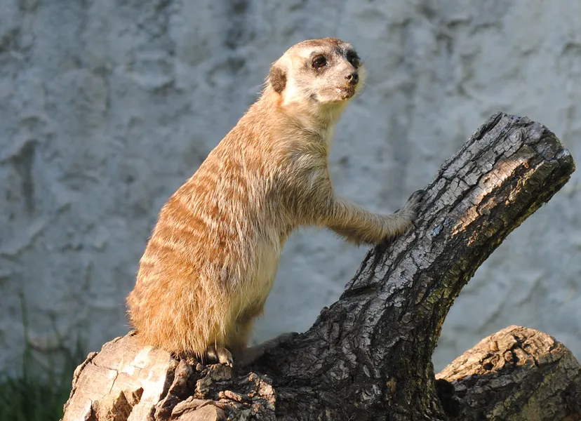 Đakovo Zoo