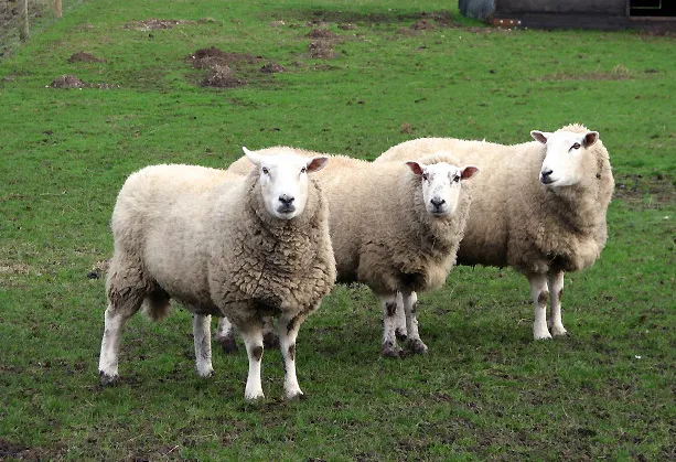 3 Sheeps Brewing Company