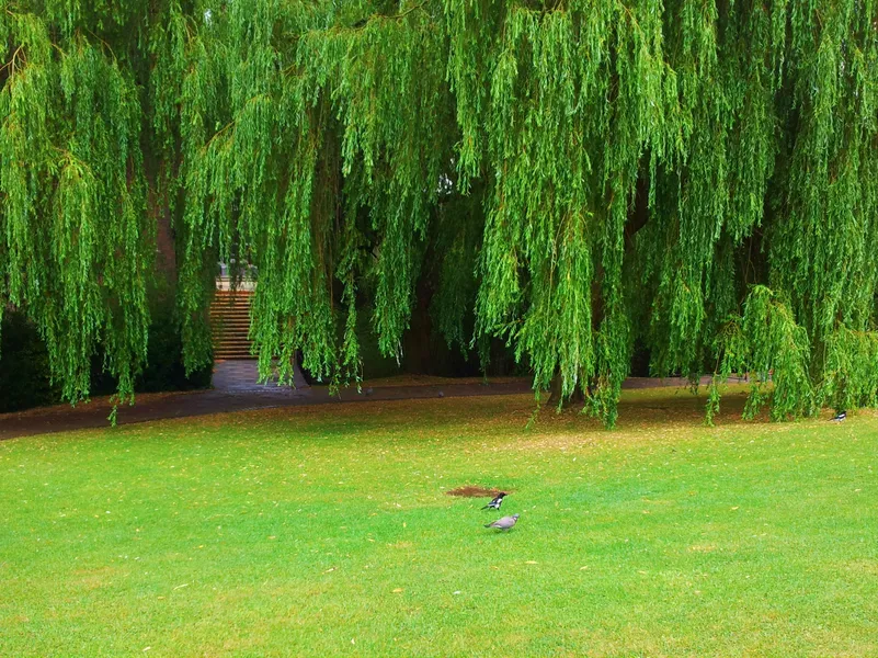 Ağlayan Çınar (Weeping Plane Tree)