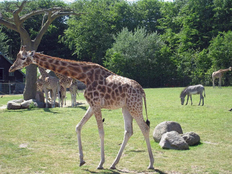 Aalborg Zoo