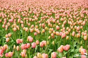 Abbotsford Tulip Festival