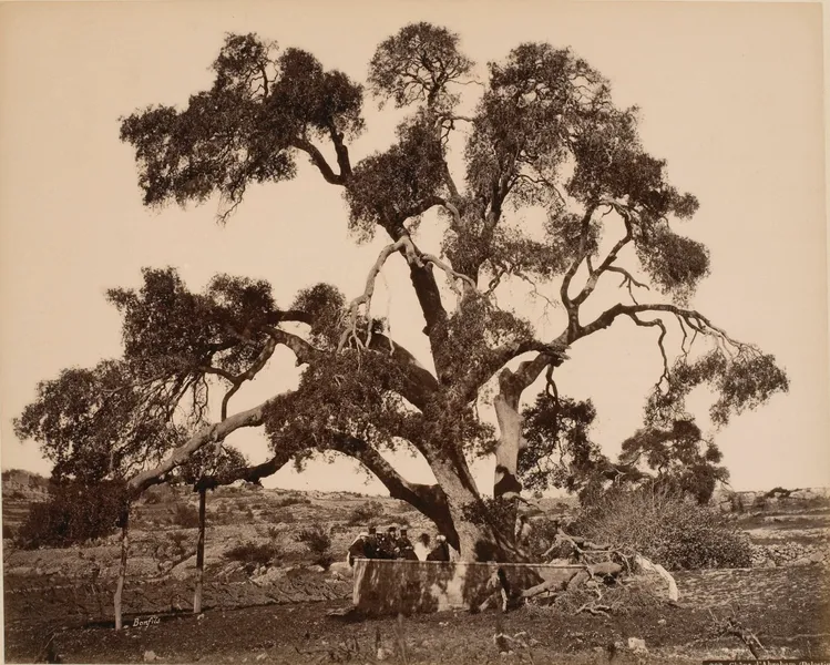 Abraham Oak