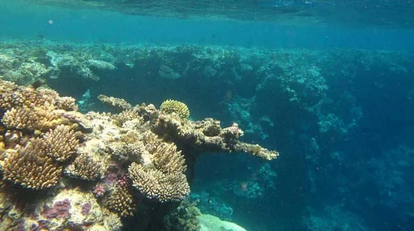 Abu Soma Reef