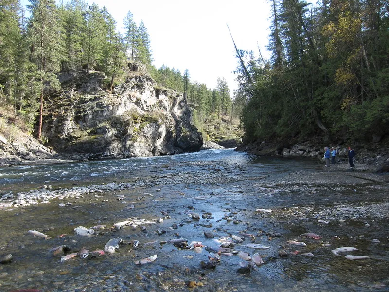 Adams River Salmon Run