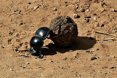 Addo Dung Beetle Guest Farm