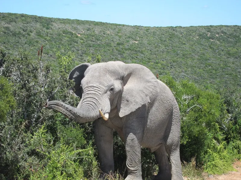 Addo Elephant National Park