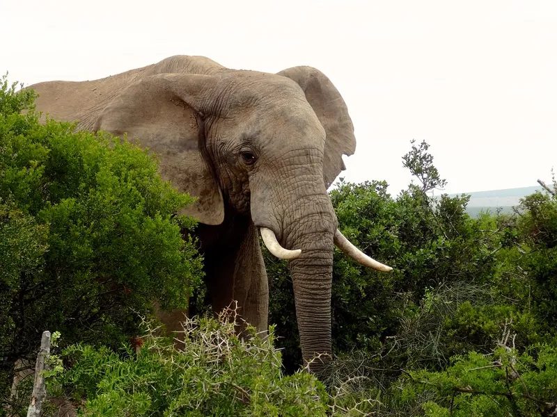 Addo Raptor and Reptile Centre