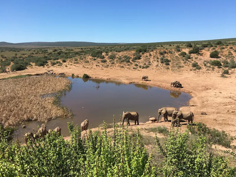 Addo River Safari