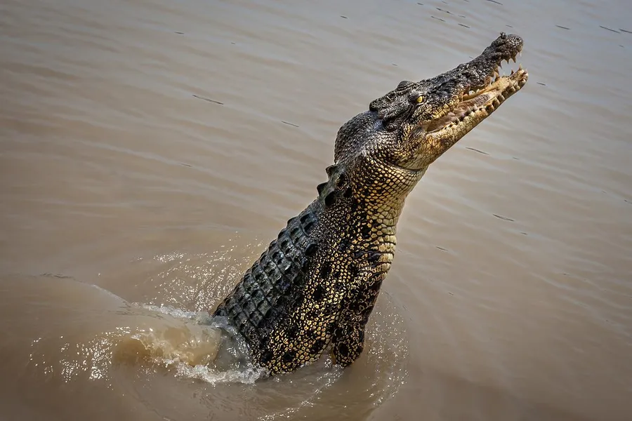 Adelaide River Jumping Crocodile Cruises