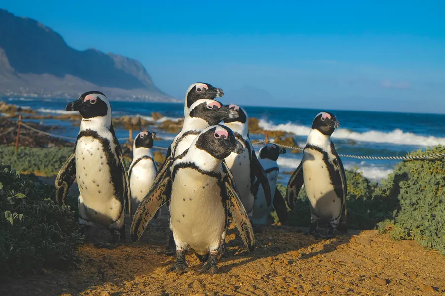 African Penguin and Seabird Sanctuary (APSS)