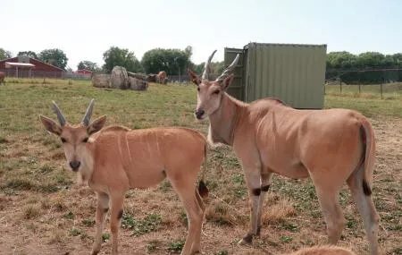 African Safari Wildlife Park