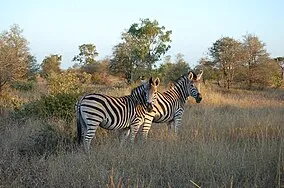Afternoon Safari at Kruger National Park