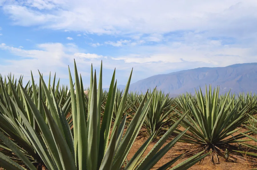 Agave Fields