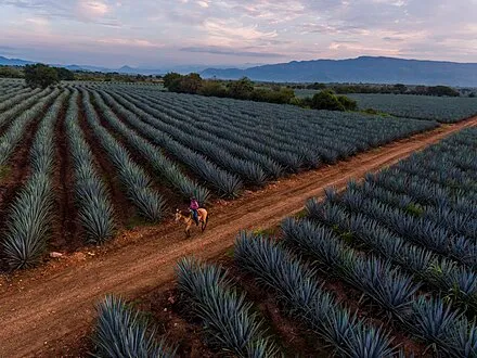 Agave Fields