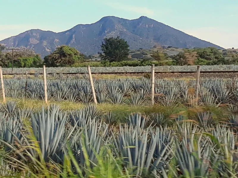 Agave Landscape and Ancient Industrial Facilities of Tequila