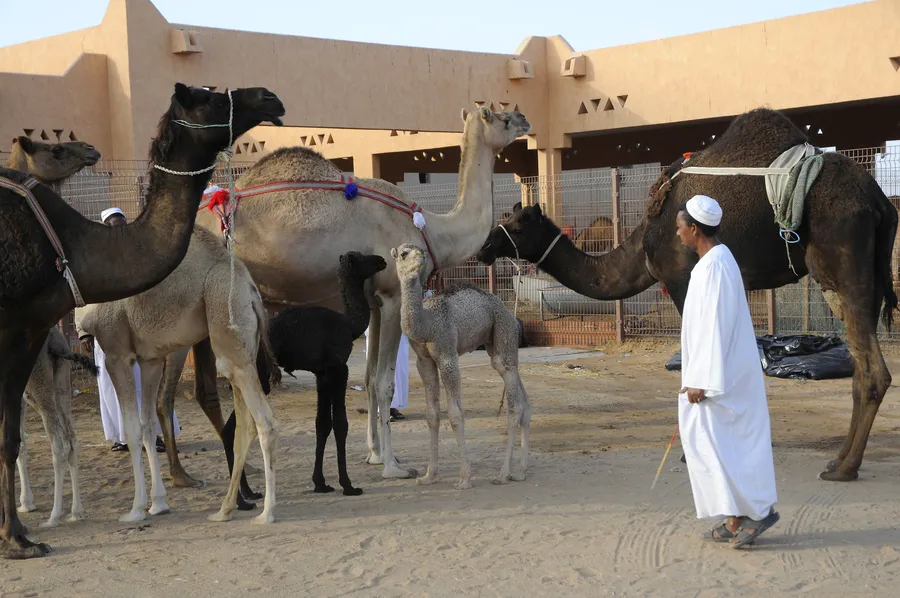 Al Ain Camel Market