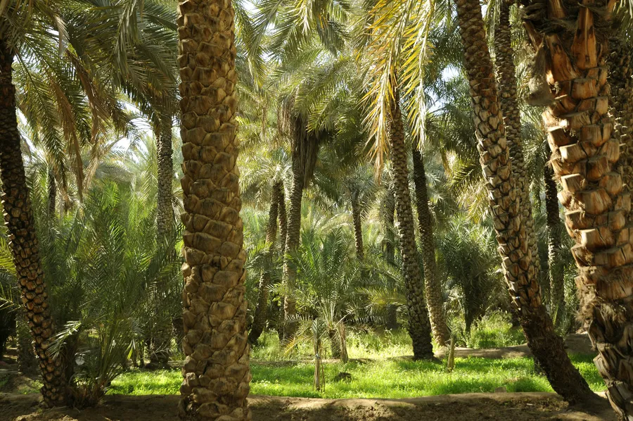 Al Ain Oasis