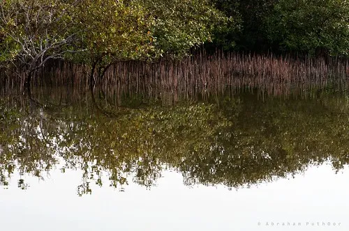 Al Khor Mangrove Forest