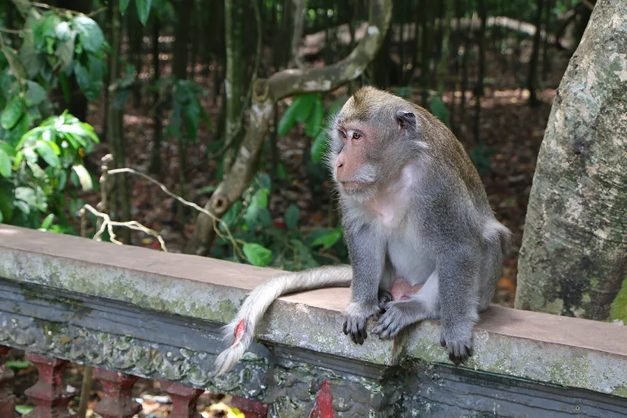 Alas Kedaton Monkey Forest