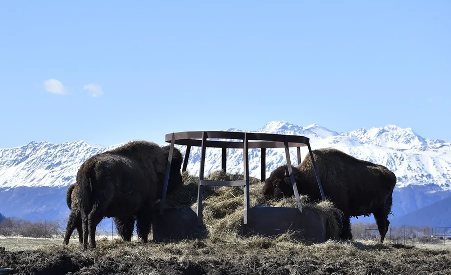 Alaska Wildlife Conservation Center