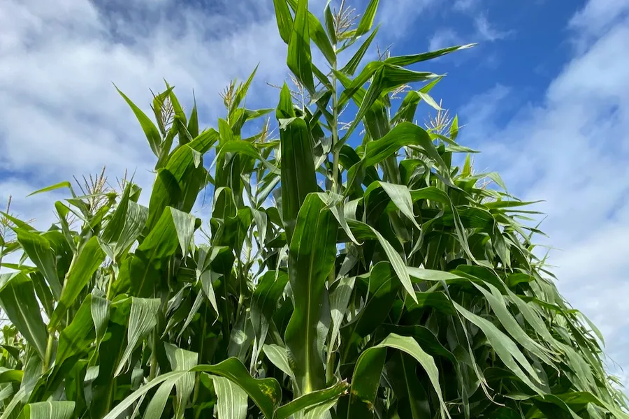 Albuna Maize
