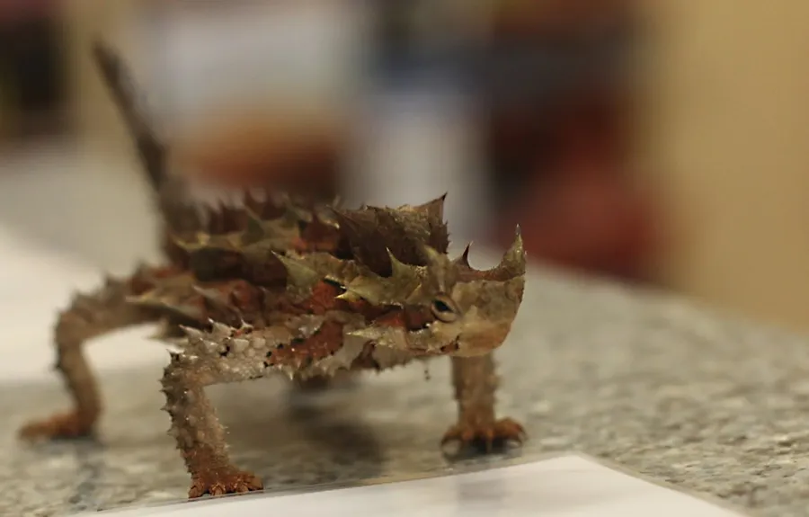 Alice Springs Reptile Centre
