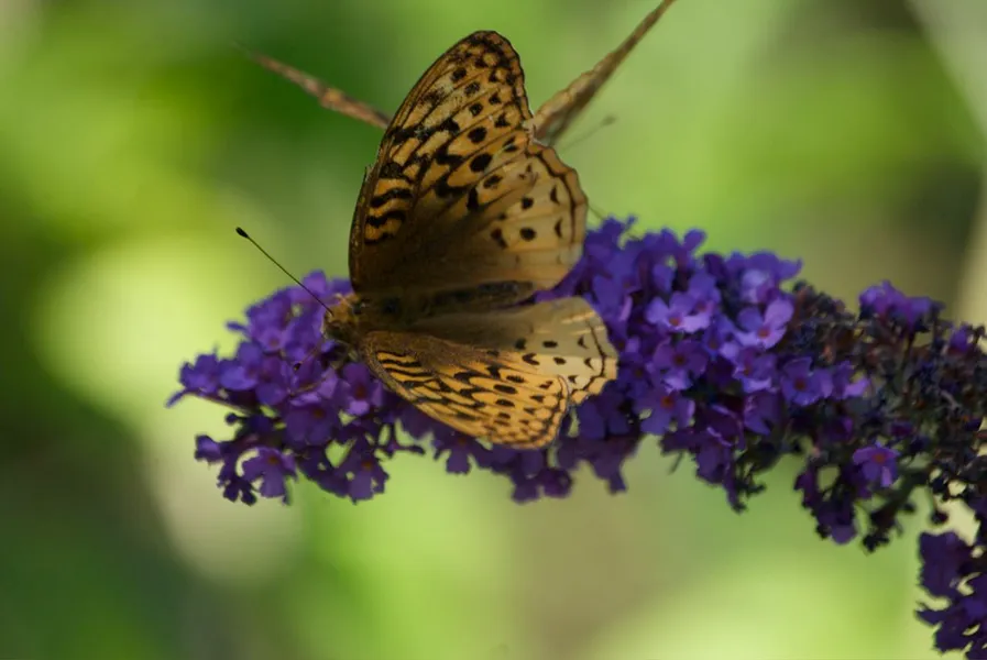 All-A-Flutter Butterfly Farm