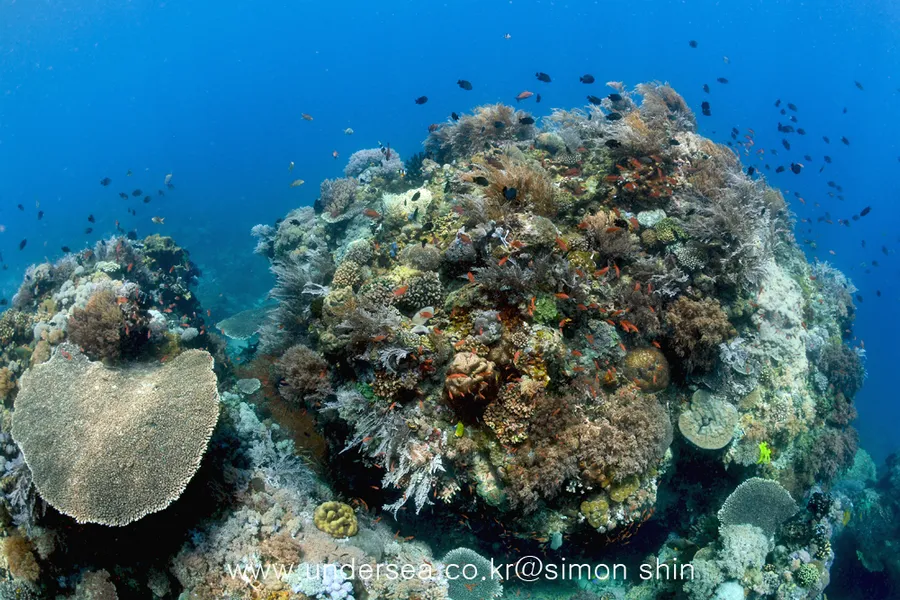 Alma Jane Resort Dive Site