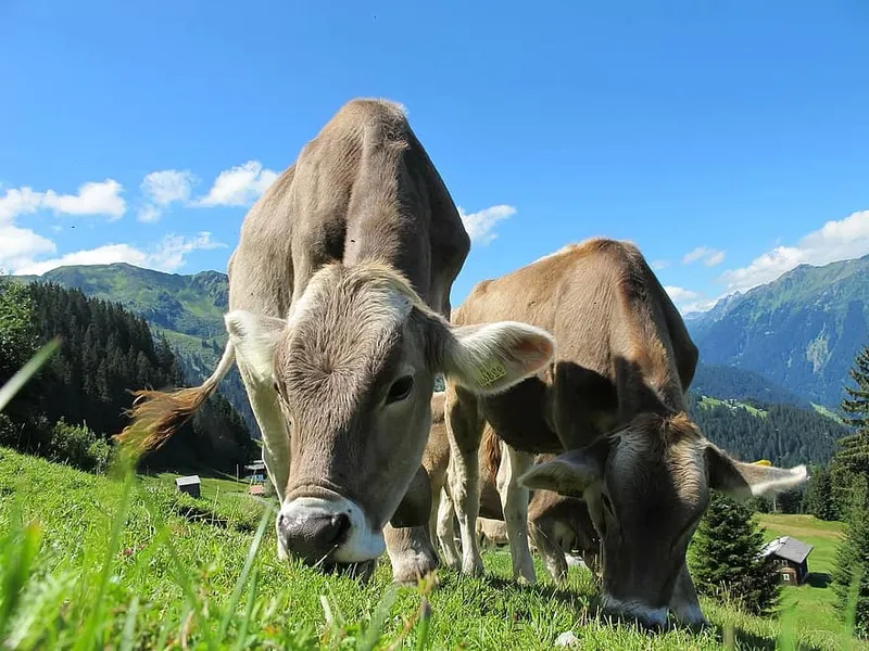 Alpine Dairy Three Peaks