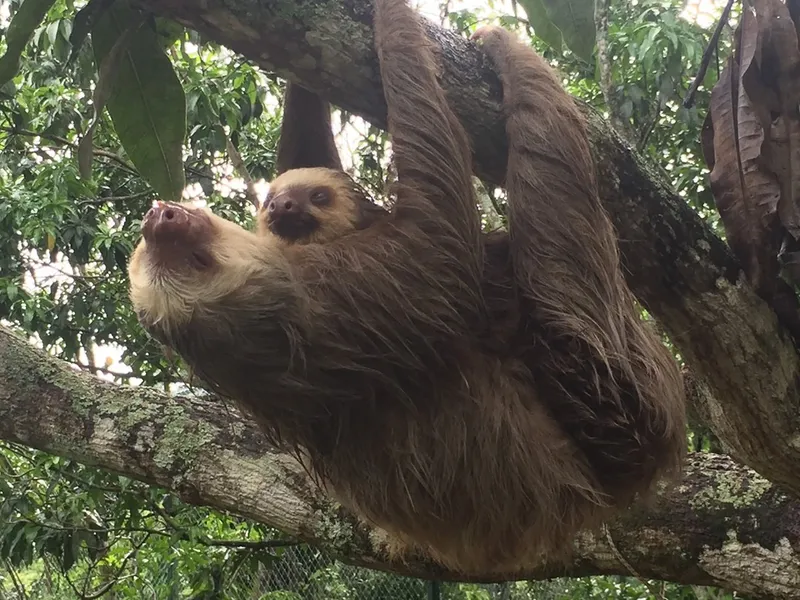 AmaZOOnico Animal Rescue Center