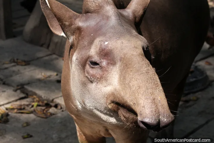 Amazon Rescue Center