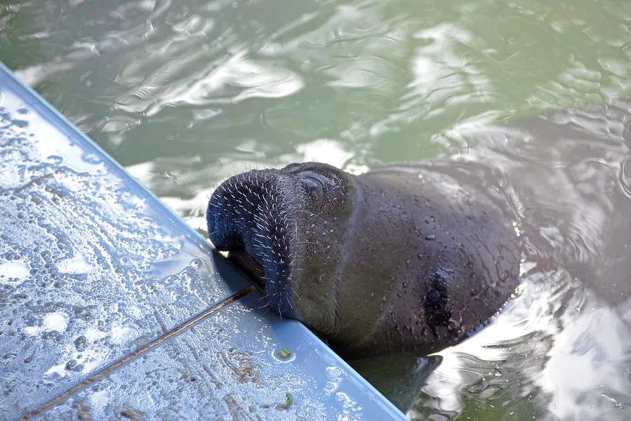 Amazon Rescue Center (ARCA)
