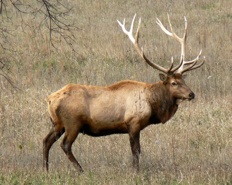 Amber Elk Ranch