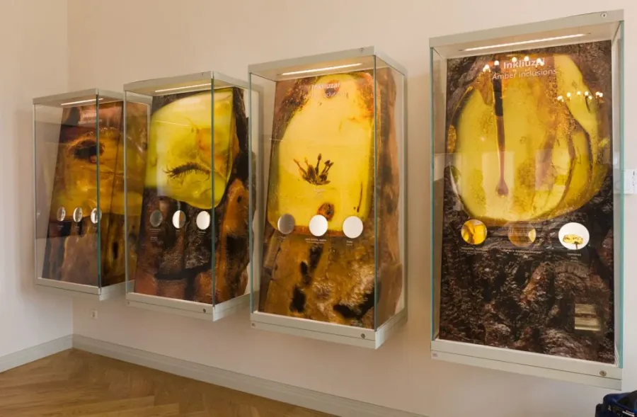 Amber Museum