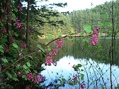 Anacortes Community Forest Lands