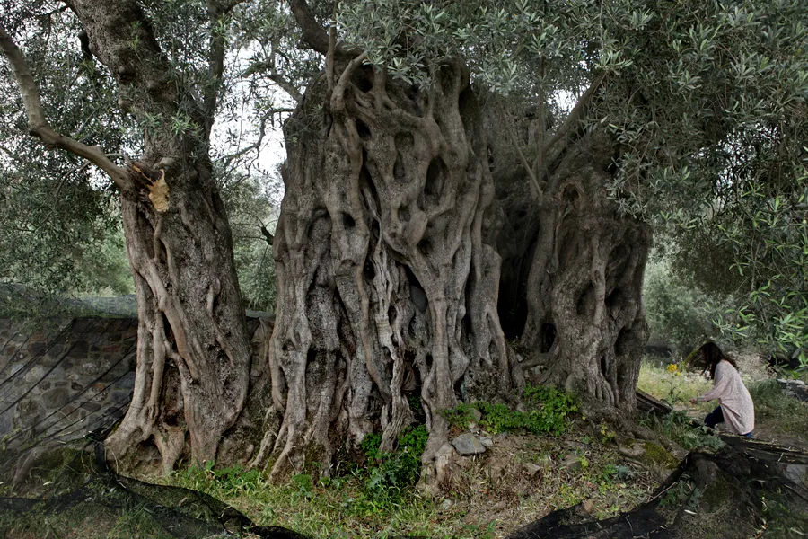 Ancient Olive Tree of Azoria