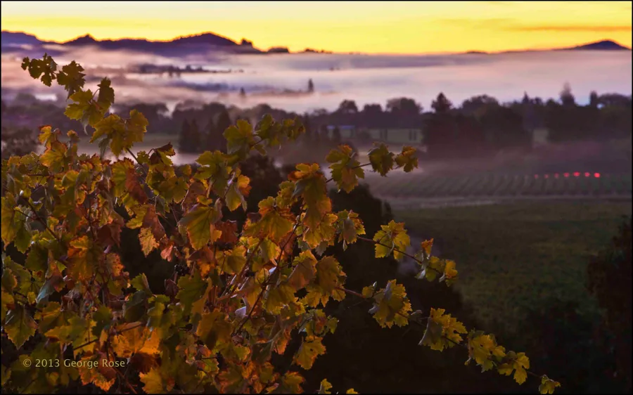 Angas Plains Wines