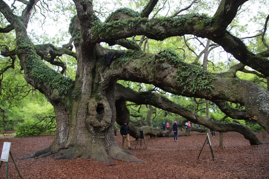 Angel Oak Tree