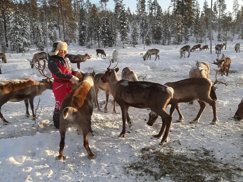 Angeli Reindeer Farm