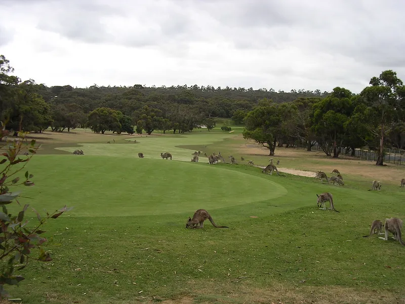 Anglesea Golf Club
