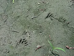 Animal Tracks Adventure Golf