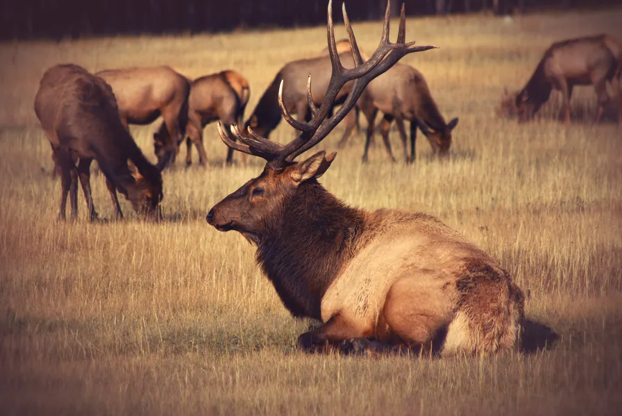 Antler Academy of Flying & Reindeer Games