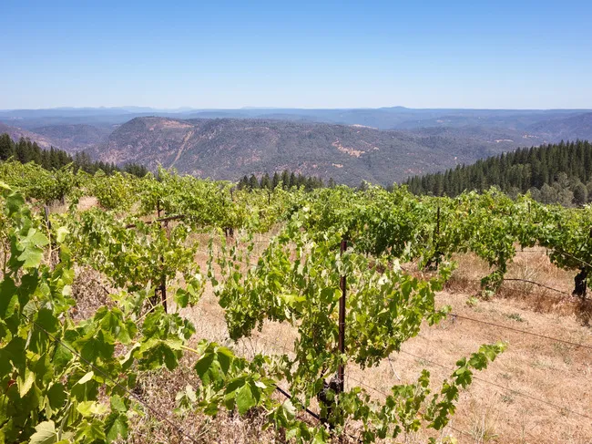 Anyela's Vineyards