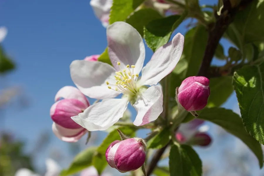 Apple Blossom Mall