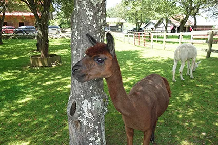Apple Hill Farm - Alpaca Farm
