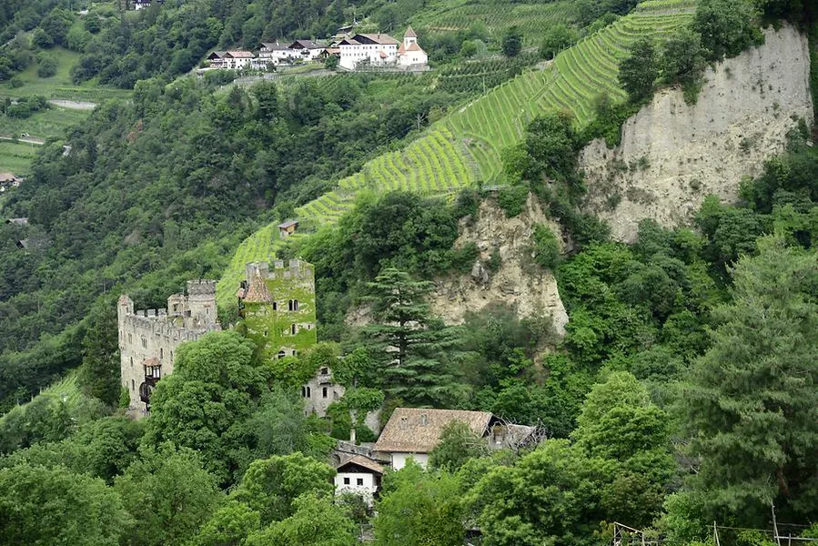 Apricale Vineyards