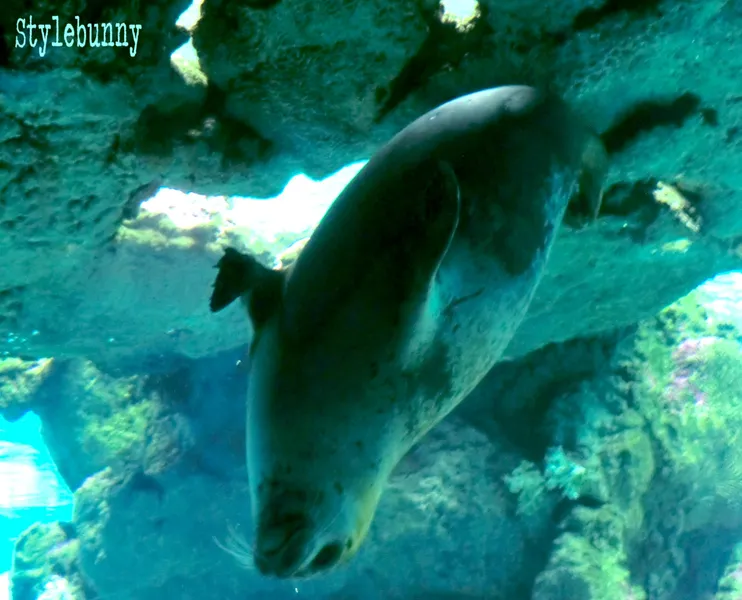 Aquarium of Genoa