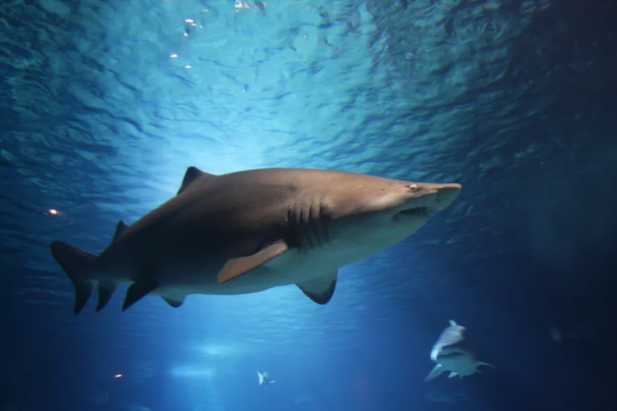 Aquatarium