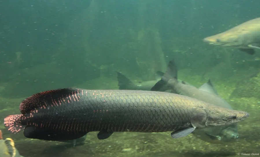 Arapaima Fishing