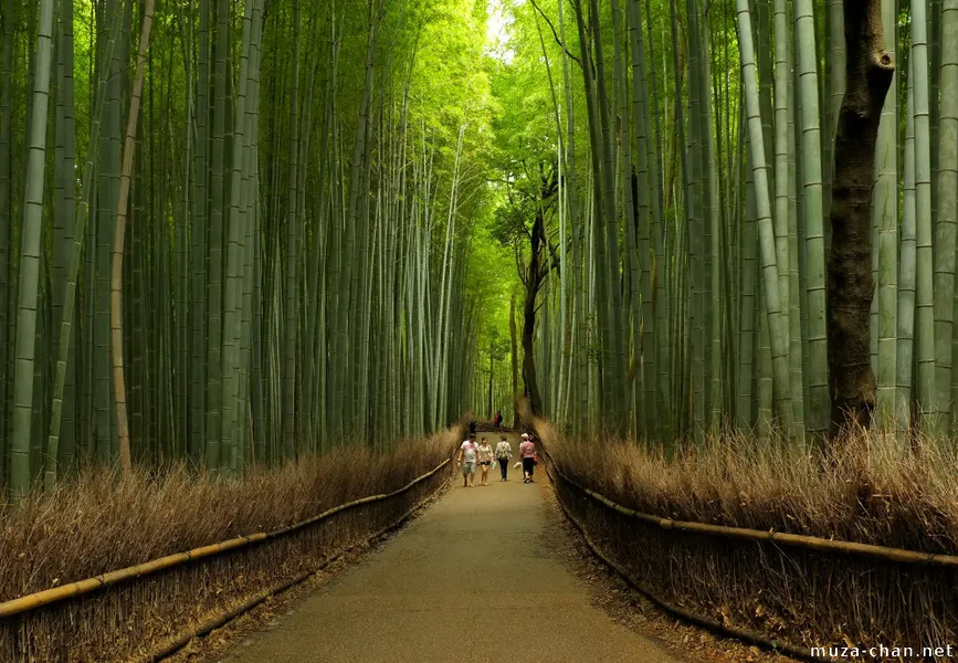 Arashiyama Bamboo Grove